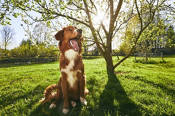 Image showing Dog resting on the garden