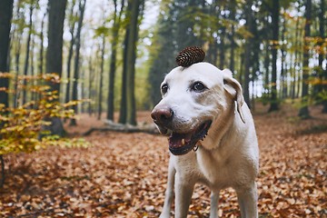 Image showing Dog in autumn forest