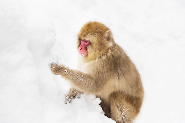 Image showing japanese macaque or monkey searching food in snow