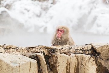 Image showing japanese macaque or snow monkey in hot spring