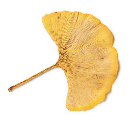 Image showing yellow leaf of ginkgo biloba