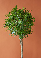 Image showing Ficus tree on a brown background