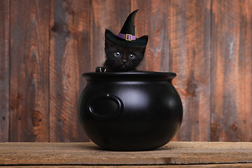 Image showing  Kitten Portrait as a Warwick in A Cauldron