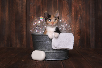 Image showing Kittens in Washtub Getting Groomed By Bubble Bath