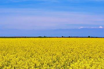 Image showing Field of Rapeseed