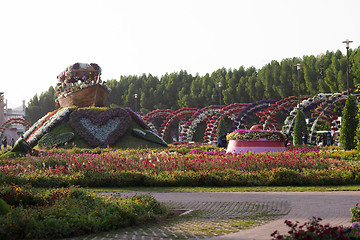 Image showing Dubai miracle garden