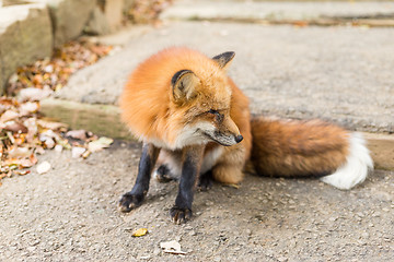 Image showing Adorable fox at outdoor