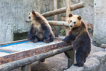 Image showing Little brown bear at zoo