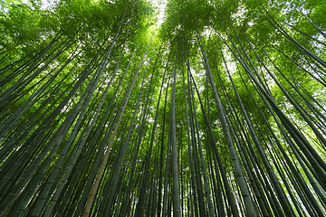 Image showing Bamboo Forest in Japan