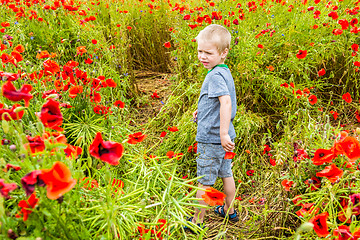 Image showing Cute boy in field with red poppies