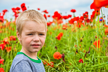 Image showing Cute boy in field with red poppies