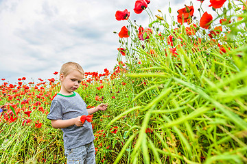 Image showing Cute boy in field with red poppies
