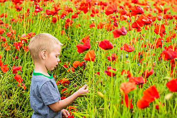 Image showing Cute boy in field with red poppies