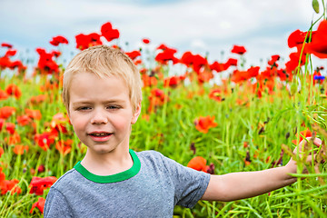 Image showing Cute boy in field with red poppies