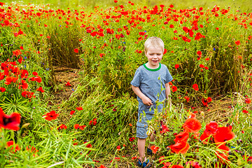 Image showing Cute boy in field with red poppies