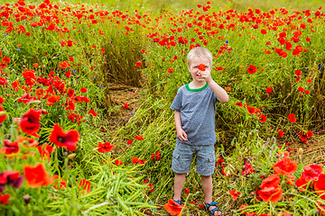 Image showing Cute boy in field with red poppies