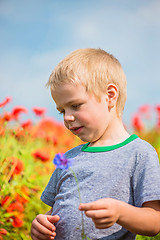 Image showing Cute boy in field with red poppies