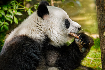 Image showing Giant panda bear in China