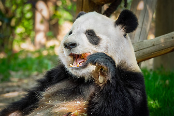 Image showing Giant panda bear in China