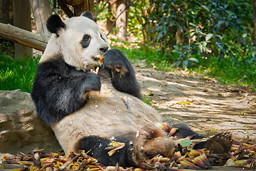 Image showing Giant panda bear in China