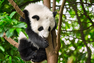 Image showing Giant panda bear in China