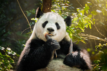 Image showing Giant panda bear in China