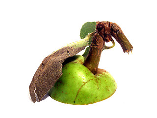 Image showing pear