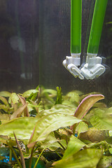 Image showing Cleaning the glasses in the aquarium from algae using a scraper