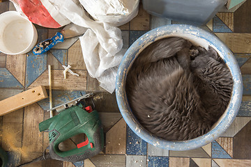 Image showing Domestic cat fell asleep in the pelvis for breeding solution of plaster