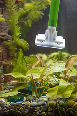 Image showing Cleaning the glasses in the aquarium from algae using a scraper