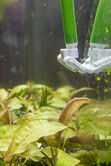 Image showing Cleaning the glass in the aquarium from green algae plaque