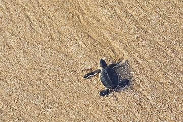 Image showing Newborn sea turtle