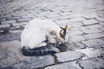 Image showing Thirsty abandoned cat 