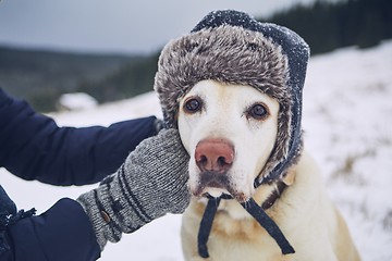 Image showing Funny portrait of dog with cap