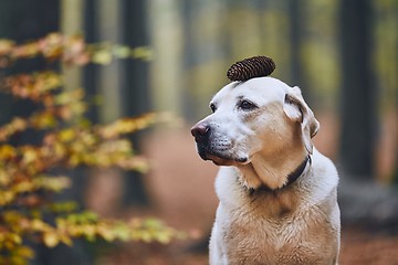 Image showing Dog in autumn forest