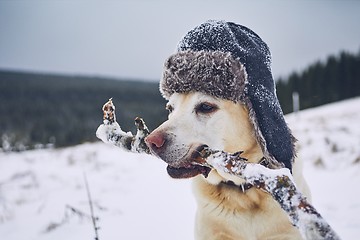 Image showing Funny portrait of dog with cap