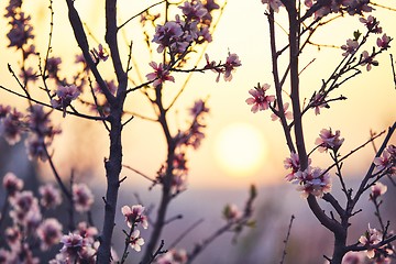 Image showing Spring in nature