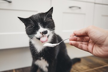 Image showing Hungry domestic cat