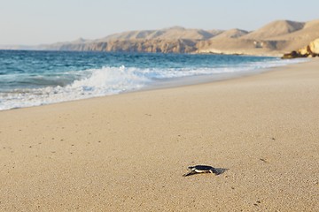 Image showing Newborn sea turtle