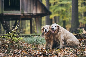 Image showing Couple of old dogs