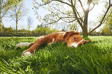 Image showing Dog resting on the garden