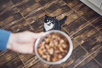 Image showing Hungry domestic cat