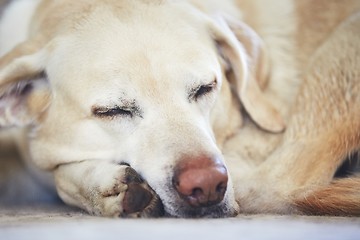 Image showing Dog sleeping on the carpet