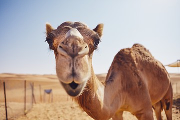 Image showing Curious camel in desert