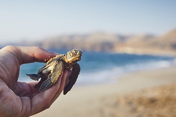 Image showing Rescue of green turtle