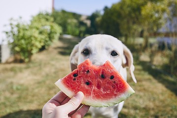 Image showing Summer refreshment on the backyard