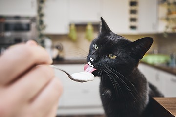 Image showing Hungry domestic cat