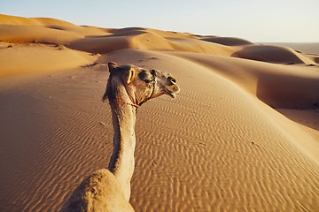 Image showing Camel on sand dune