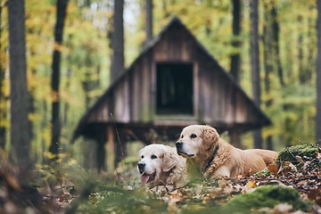 Image showing Couple of old dogs