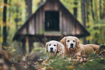 Image showing Couple of old dogs